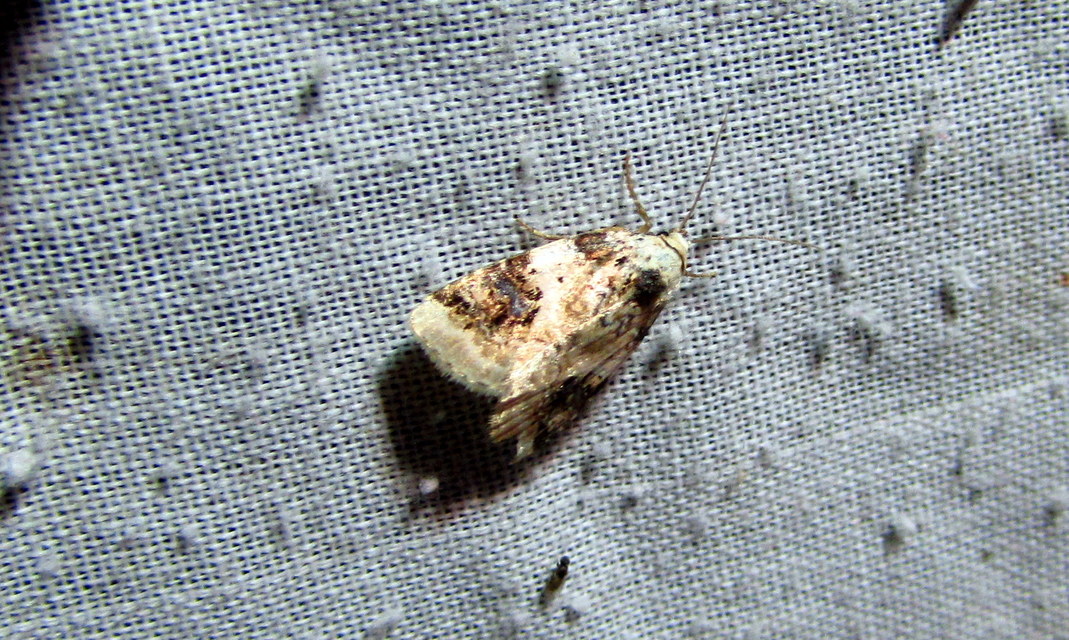 Pseudeustrotia candidula - fehéres apróbagoly