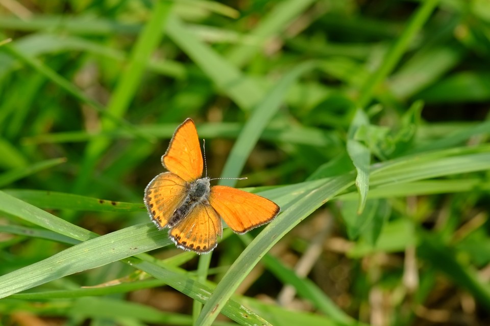 Lycaena thersamon - kis tűzlepke
