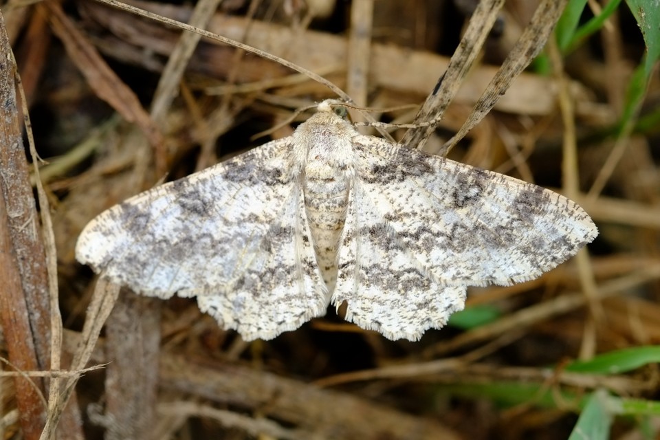 Ascotis selenaria - holdas faaraszoló