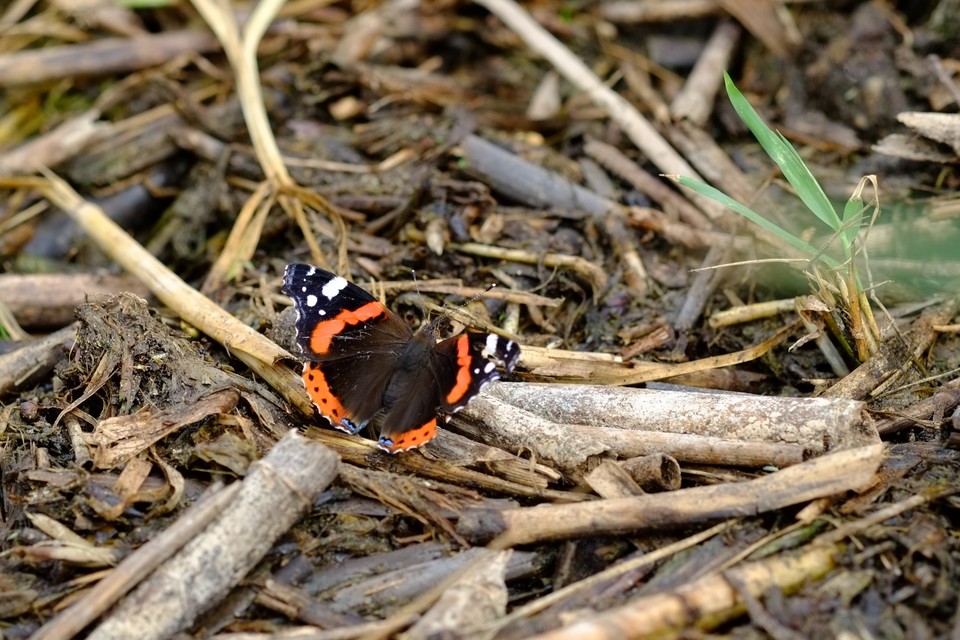 Vanessa atalanta - atalantalepke
