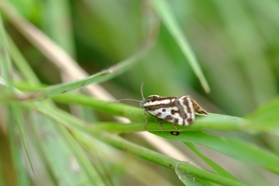 Emmelia trabealis - zebrabagoly