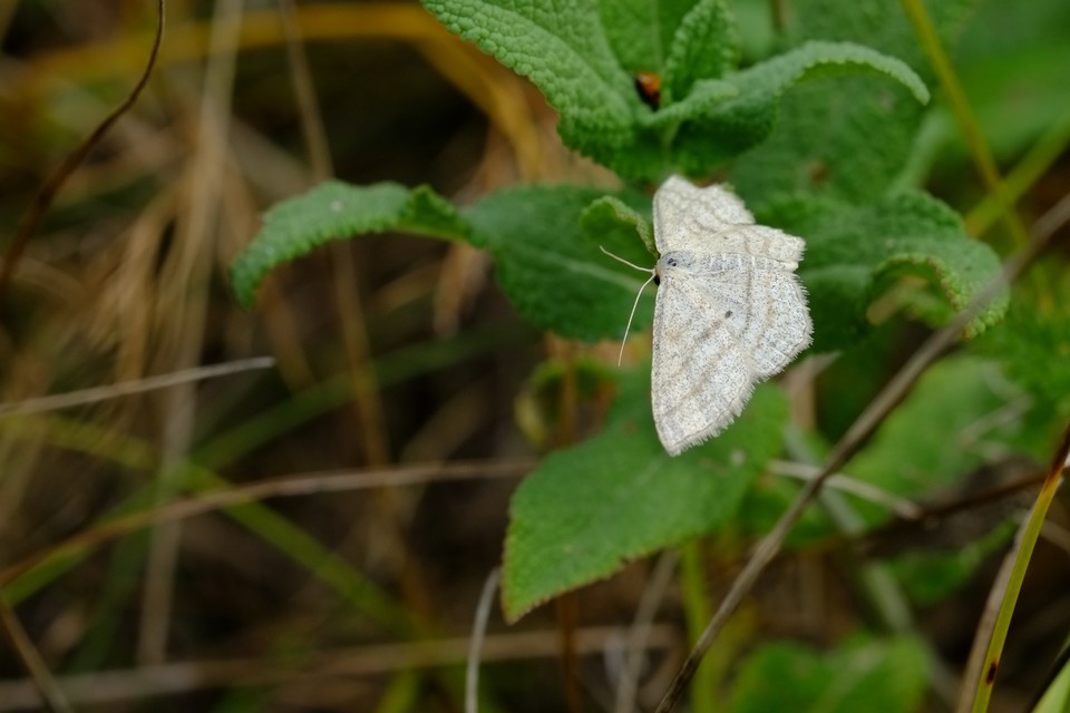 Scopula virgulata - vesszős sávosaraszoló
