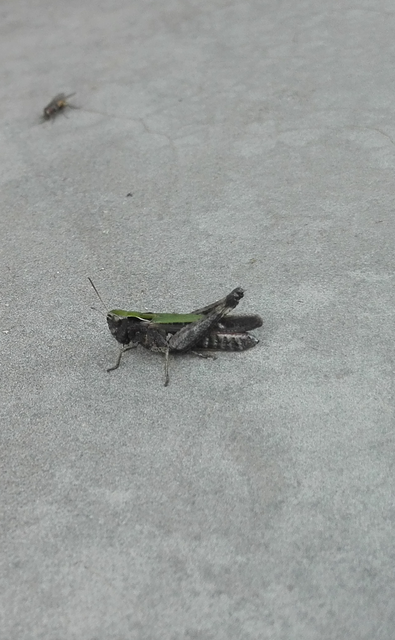Omocestus rufipes - vöröshasú tarlósáska