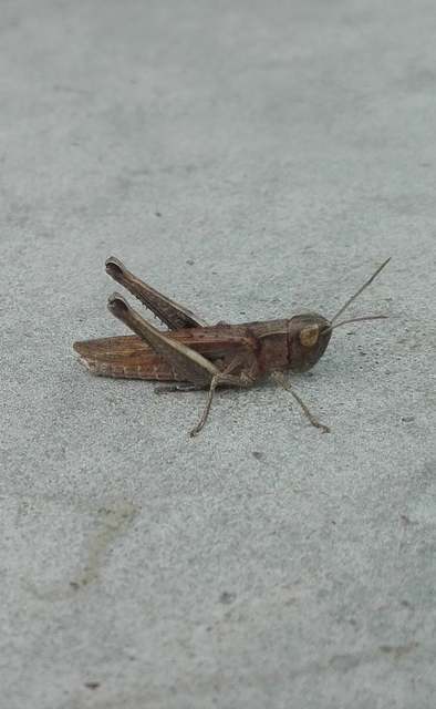 Chorthippus dorsatus - hátas rétisáska