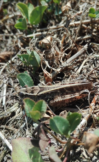 Calliptamus italicus - olaszsáska
