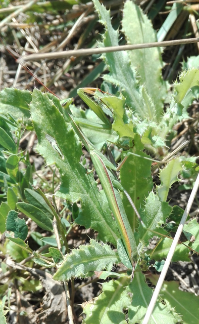 Mantis religiosa - imádkozósáska
