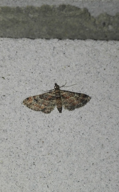 Gymnoscelis rufifasciata - vöröscsíkos törpearaszoló