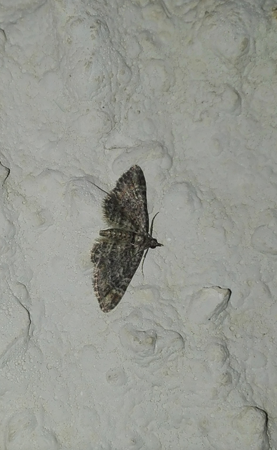 Gymnoscelis rufifasciata - vöröscsíkos törpearaszoló