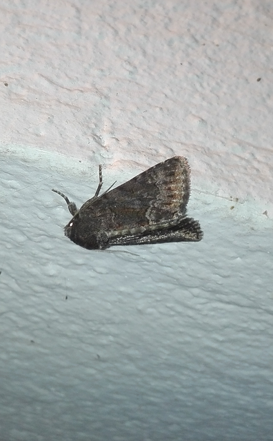 Thalpophila matura - fakó erdeibagoly