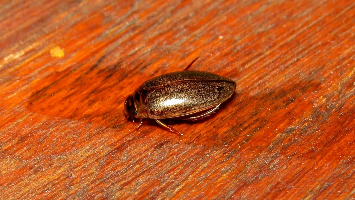 Rhantus suturalis - gyakori particsíkbogár