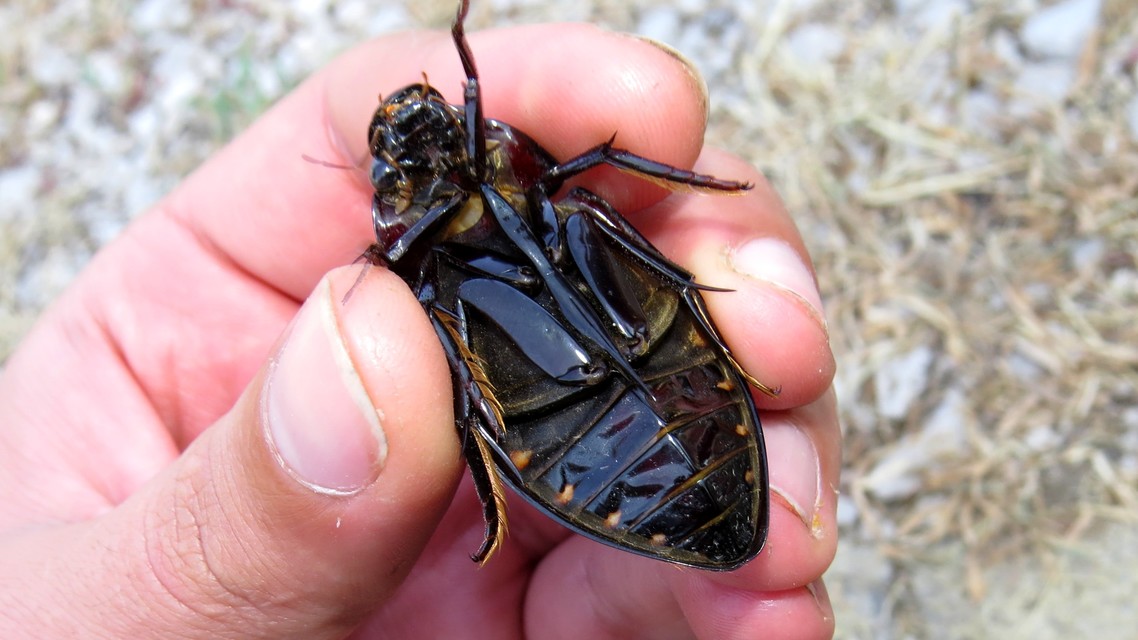Hydrophilus piceus - közönséges óriáscsibor