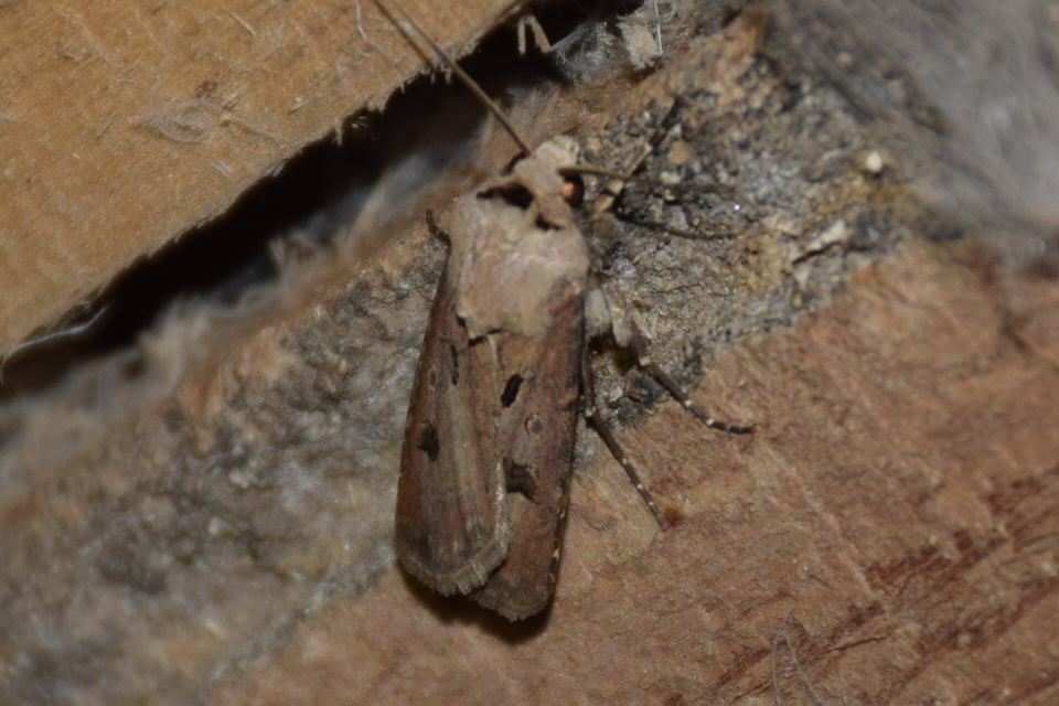 Agrotis exclamationis - felkiáltójeles földibagoly