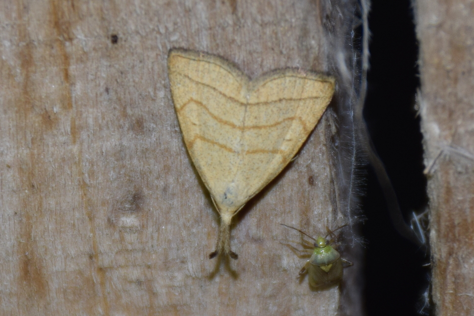 Polypogon tentacularia - sötétaljú karcsúbagoly
