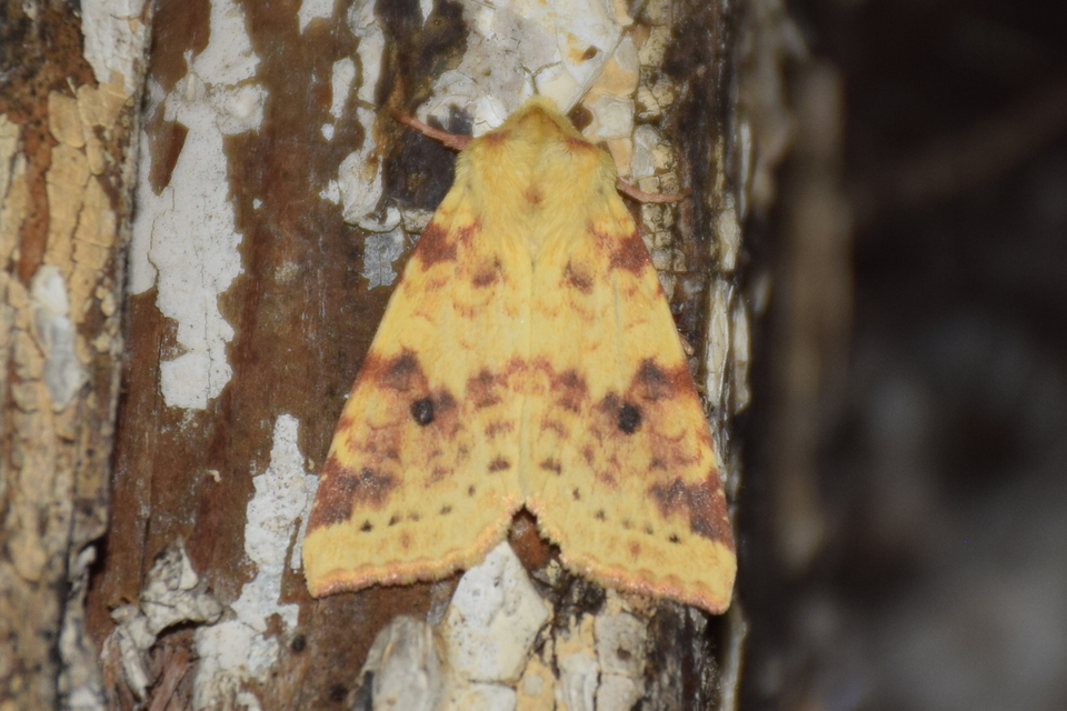 Cirrhia icteritia - nyárfa-sárgabagoly