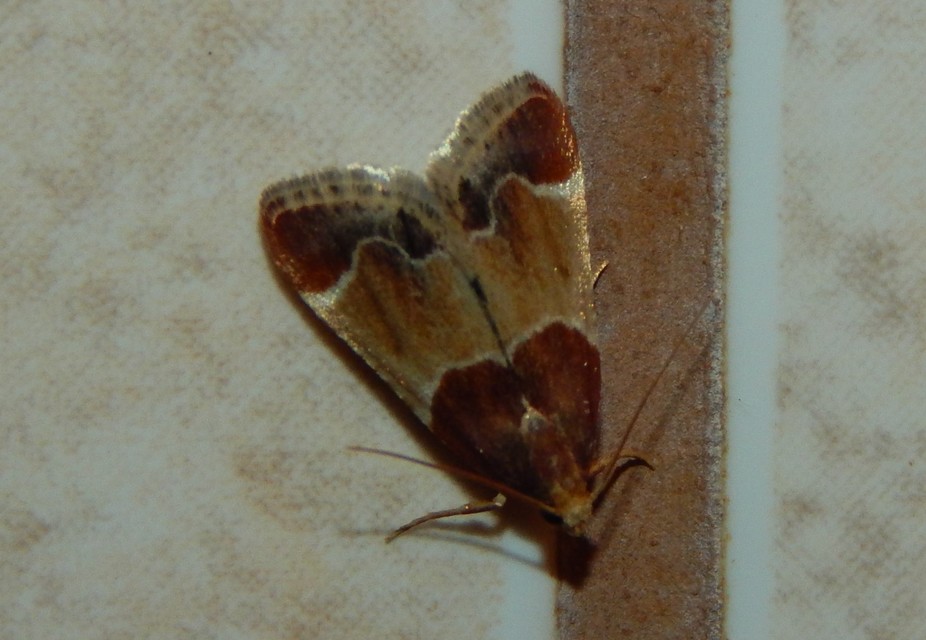 Pyralis farinalis - lisztilonca