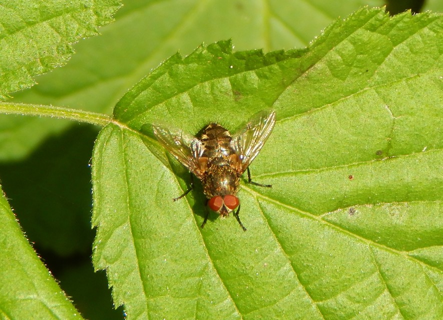 Pollenia