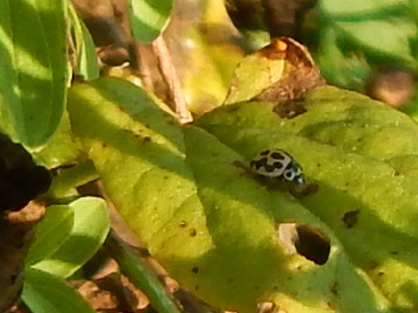 Tytthaspis sedecimpunctata - tizenhatpettyes katica