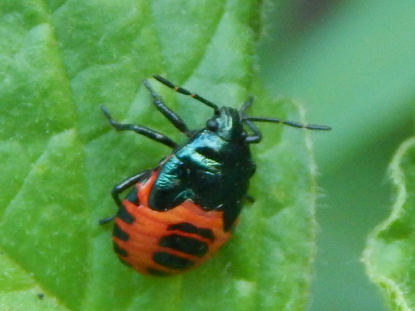 Zicrona caerulea - acélkék poloska Zicrona caerulea - acélkék poloska