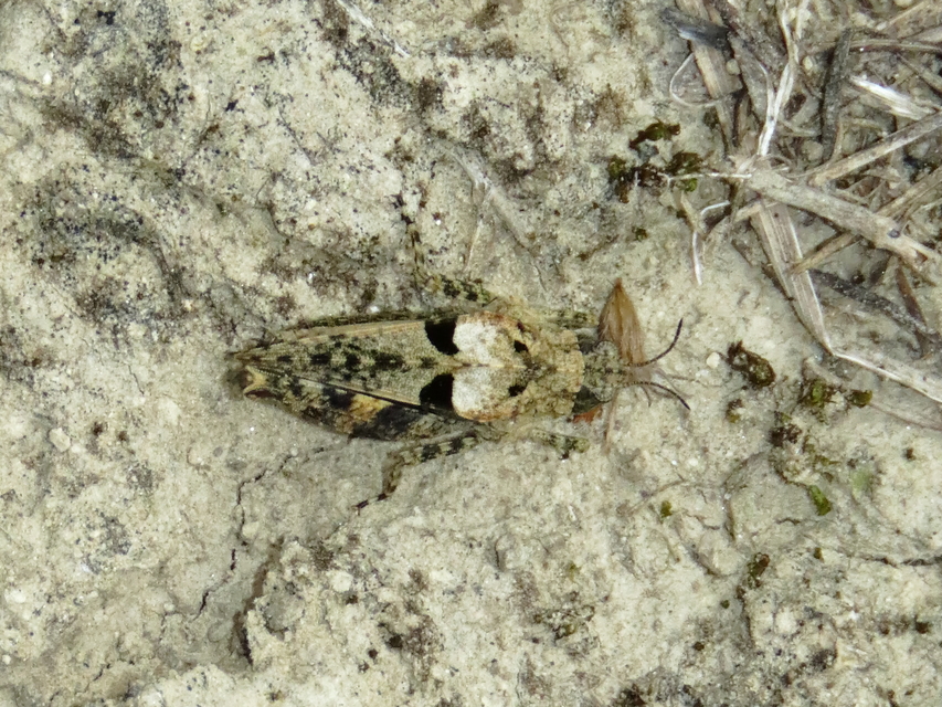 Tetrix tenuicornis - vékonycsápú tövishátúsáska