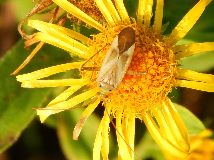 Adelphocoris lineolatus - lucernapoloska