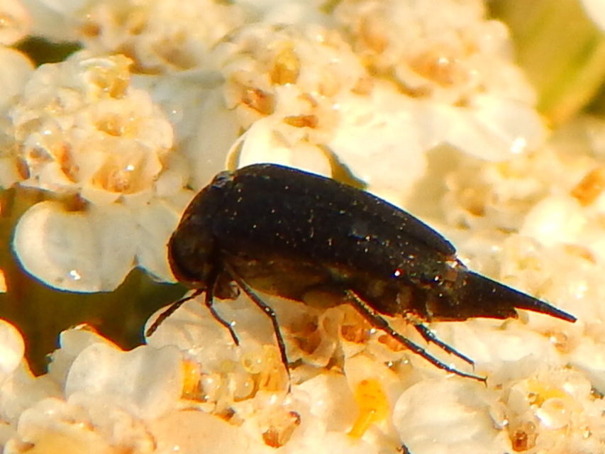 Mordellidae - marókafélék