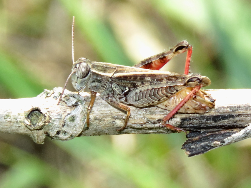Calliptamus italicus - olaszsáska