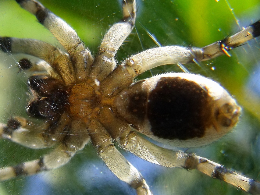 Geolycosa vultuosa - pokoli cselőpók