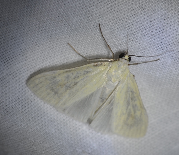 Sitochroa palealis - kénszárnyú dudvamoly