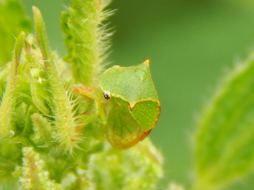 Stictocephala bisonia - bivalykabóca