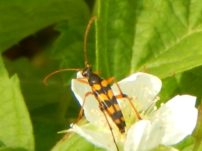 Strangalia attenuata - nyurgacincér
