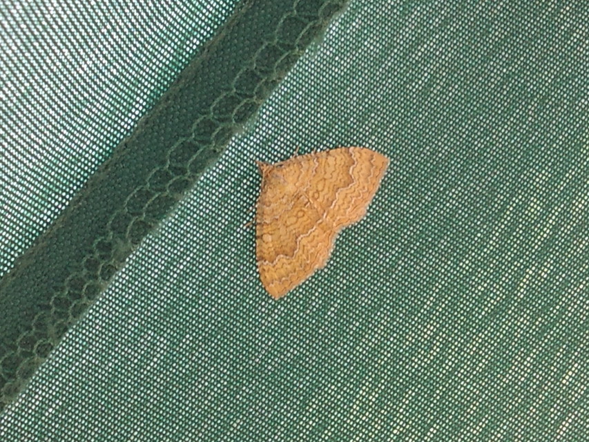 Camptogramma bilineata - kétvonalas sávosaraszoló