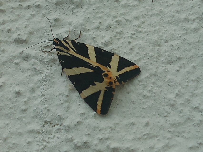 Euplagia quadripunctaria - csíkos medvelepke
