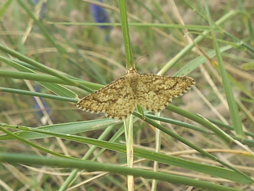 Heliomata glarearia - bőrszínű araszoló