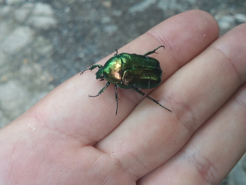 Cetonia aurata - aranyos virágbogár