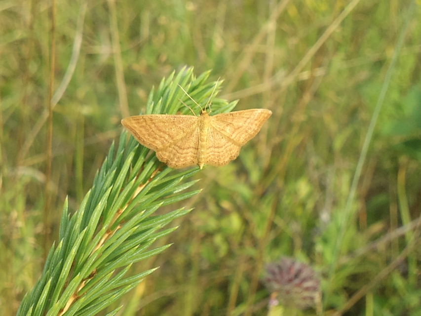 Idaea ochrata - okkerszínű sávosaraszoló