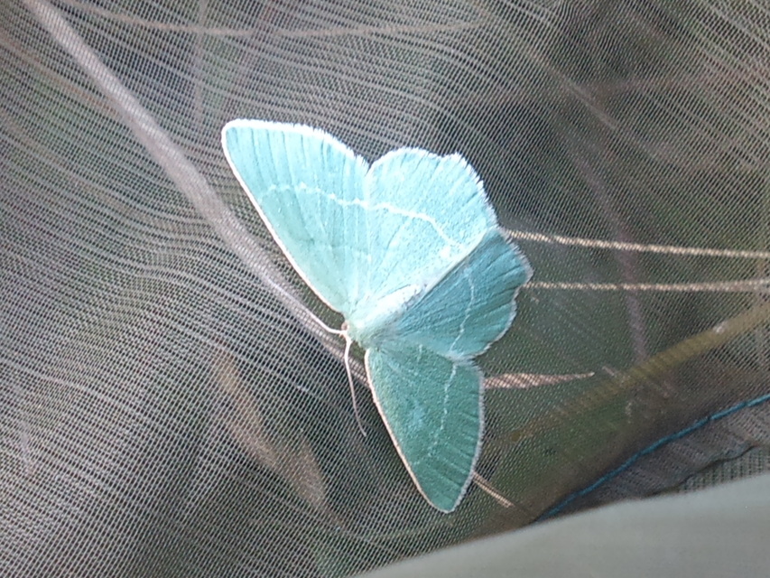 Chlorissa viridata - üdezöld araszoló