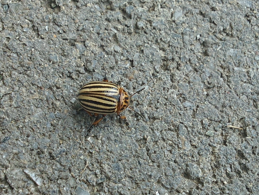 Leptinotarsa decemlineata - burgonyabogár