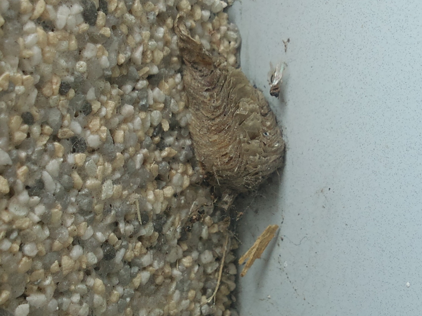 Mantis religiosa - imádkozósáska