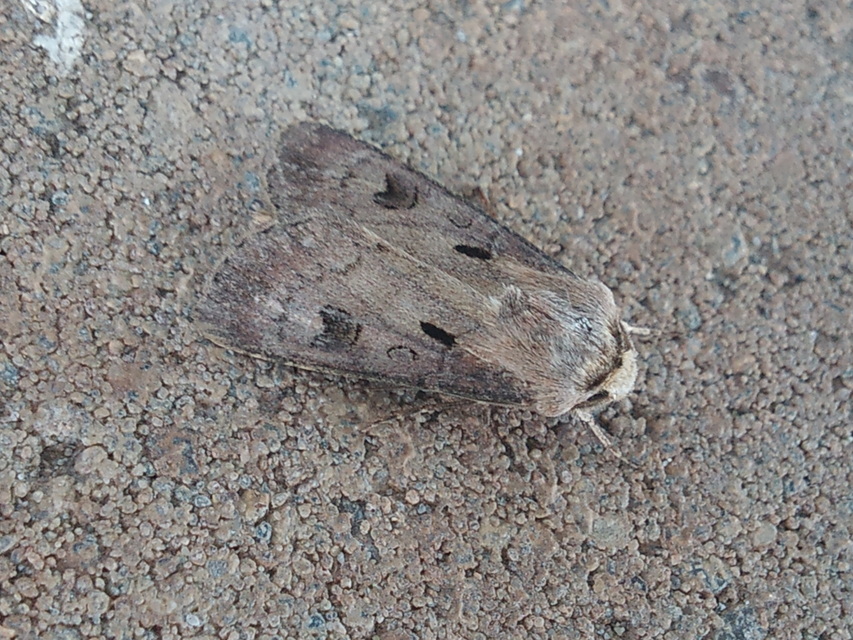 Agrotis exclamationis - felkiáltójeles földibagoly