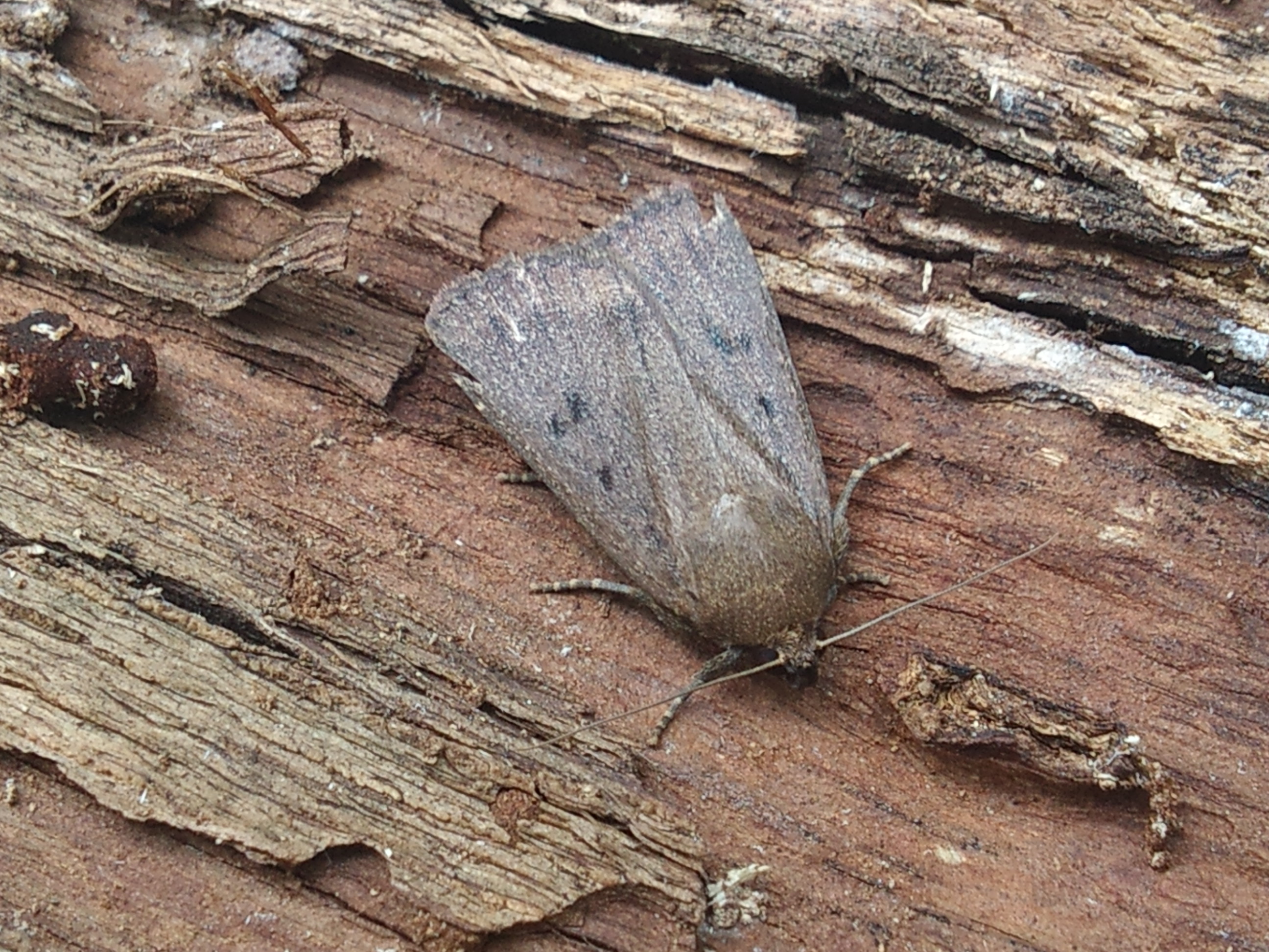 Amphipyra tragopoginis - bakszakállbagoly