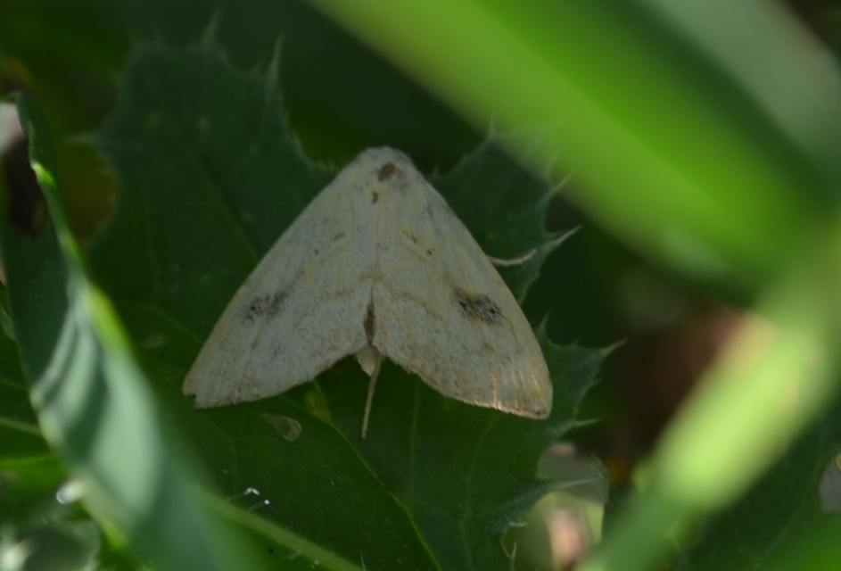 Rivula sericealis - selymes lórombagoly