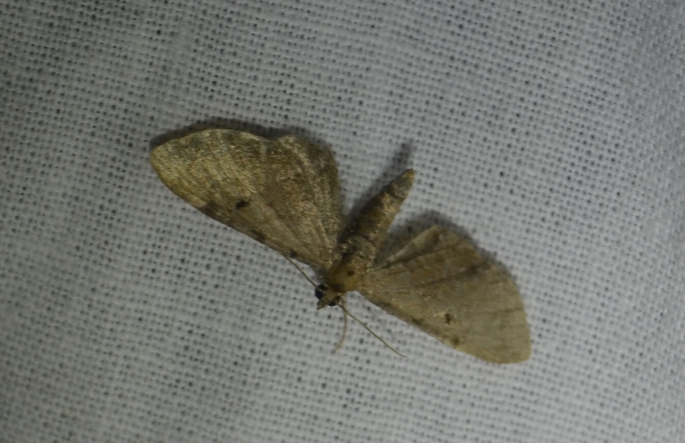 Eupithecia absinthiata - üröm-törpearaszoló
