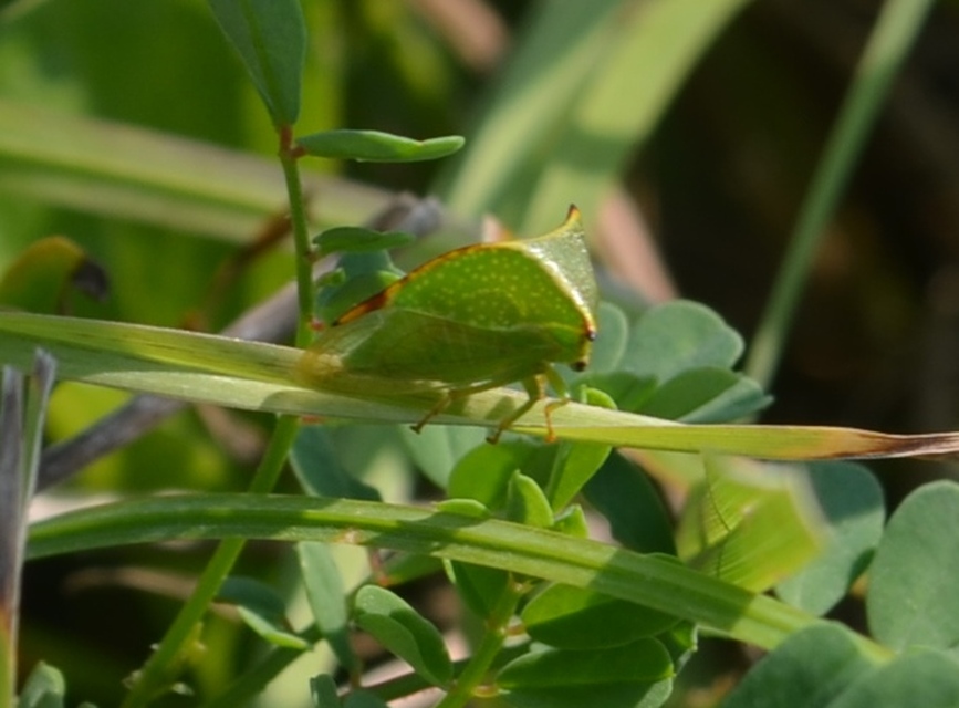 Stictocephala bisonia - bivalykabóca