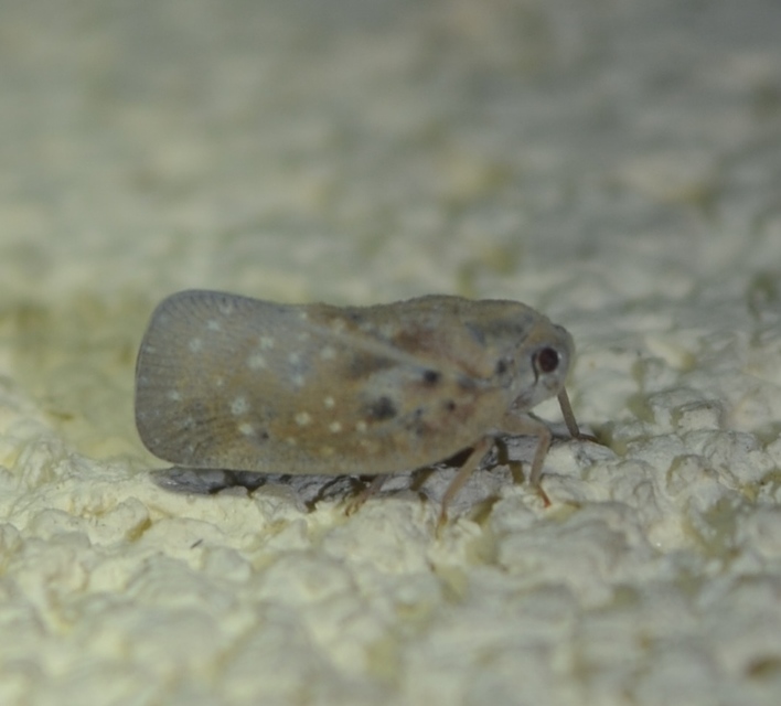 Metcalfa pruinosa - amerikai lepkekabóca