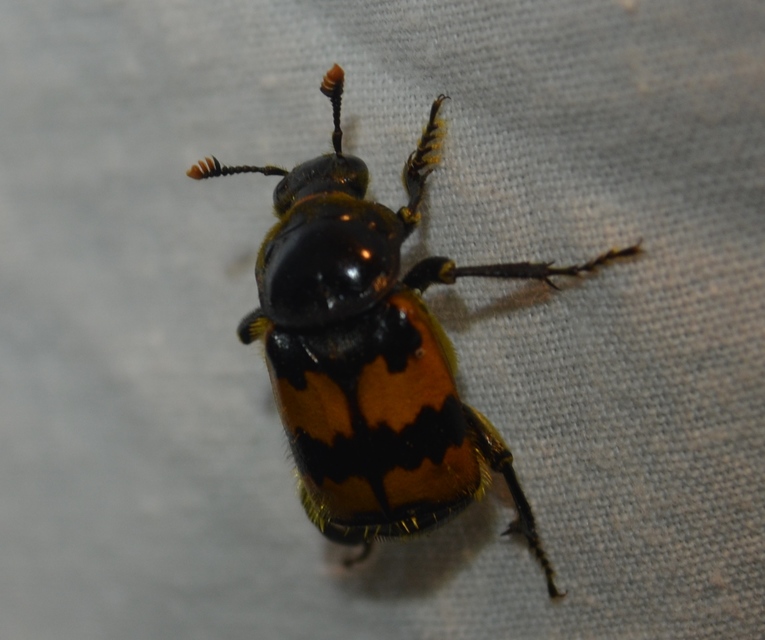 Nicrophorus vespillo - közönséges temetőbogár