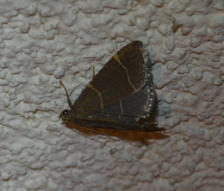 Hypsopygia glaucinalis - rezes fényilonca