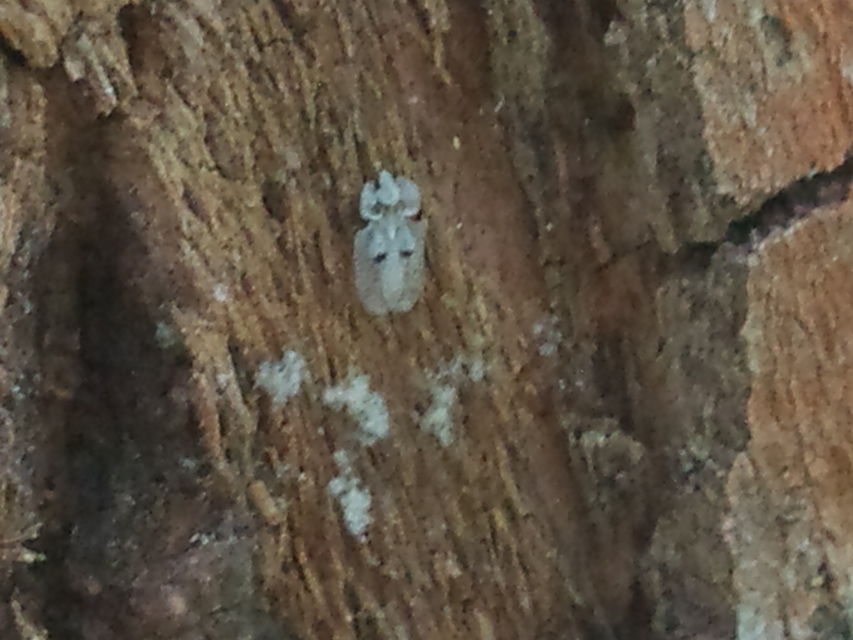 Corythucha ciliata - platán-csipkéspoloska