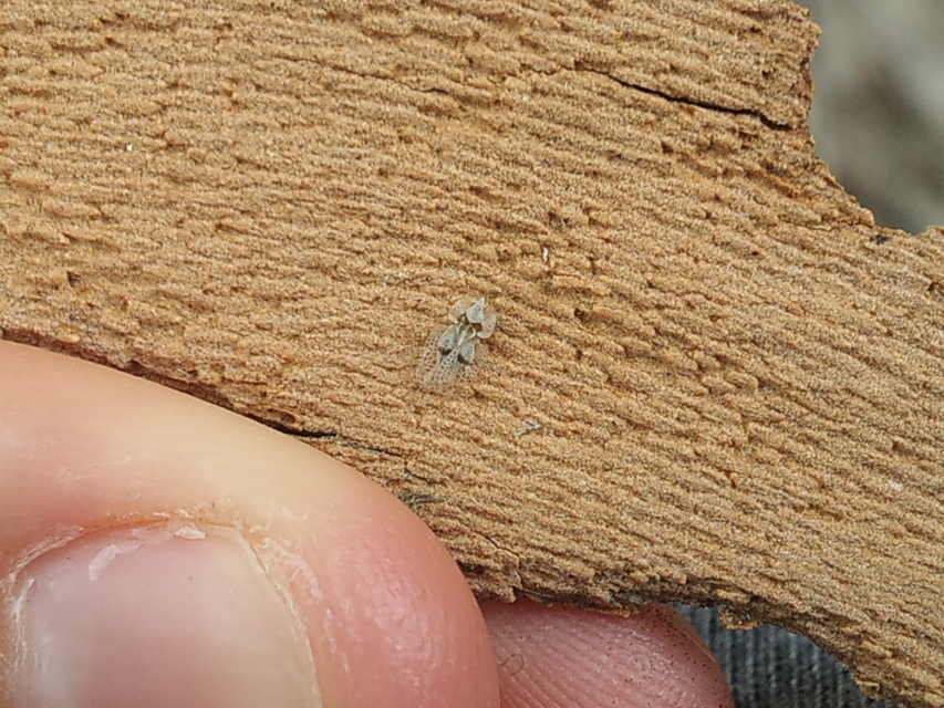 Corythucha ciliata - platán-csipkéspoloska