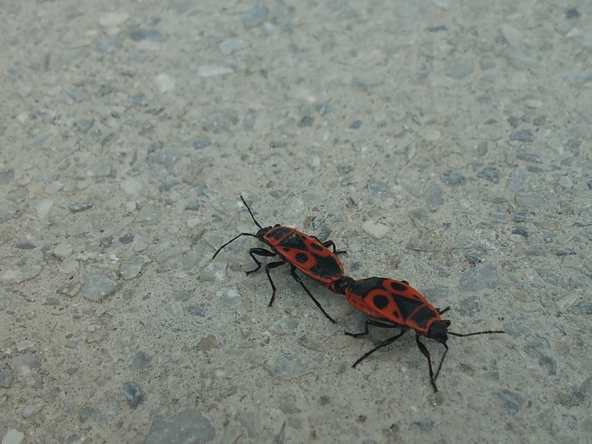 Pyrrhocoris apterus - verőköltő poloska
