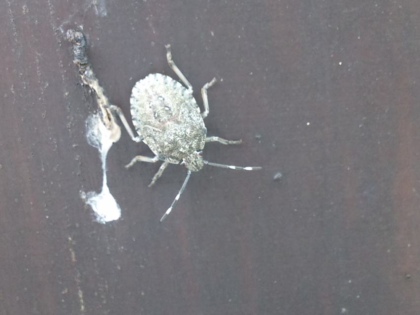 Rhaphigaster nebulosa - bencepoloska